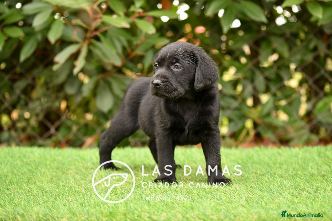 Labrador Retriever perros en venta: Labrador retriever color negro disponibles - Imagen 5