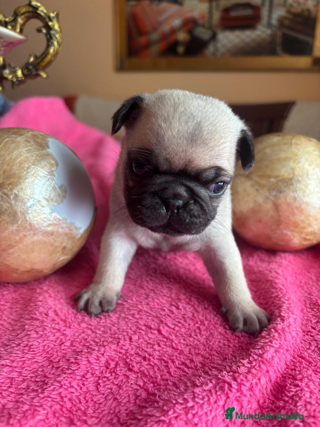 Carlino - Pug perros en venta: Últimas 2 hembritas de carlino  - Anuncio 4