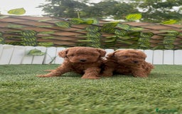 Caniche Toy perros en venta: CANICHE TOY - Imagen 3