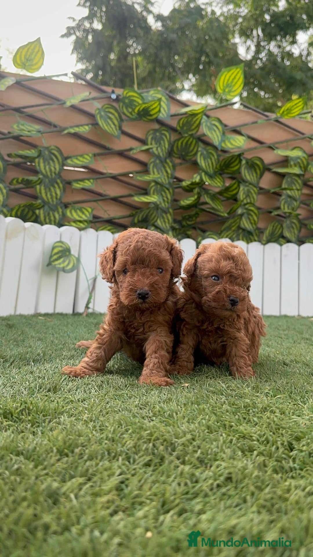 Caniche Toy perros en venta: CANICHE TOY - Imagen 3