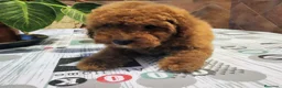 Caniche Toy perros en venta: Caniche toy hembrita pre io real - Anuncio 12