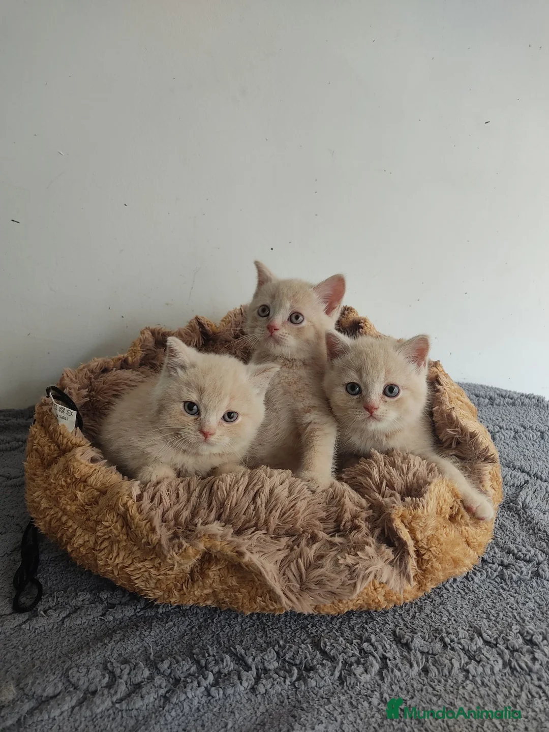 Británico de Pelo Corto gatos en venta: British shorthair  - Anuncio 2