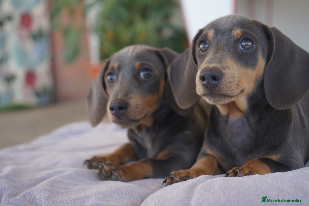 Teckel Miniatura perros en venta: 🌙 Tiko y Munchi – Elegancia en tonos silver 🐾 - Imagen 7