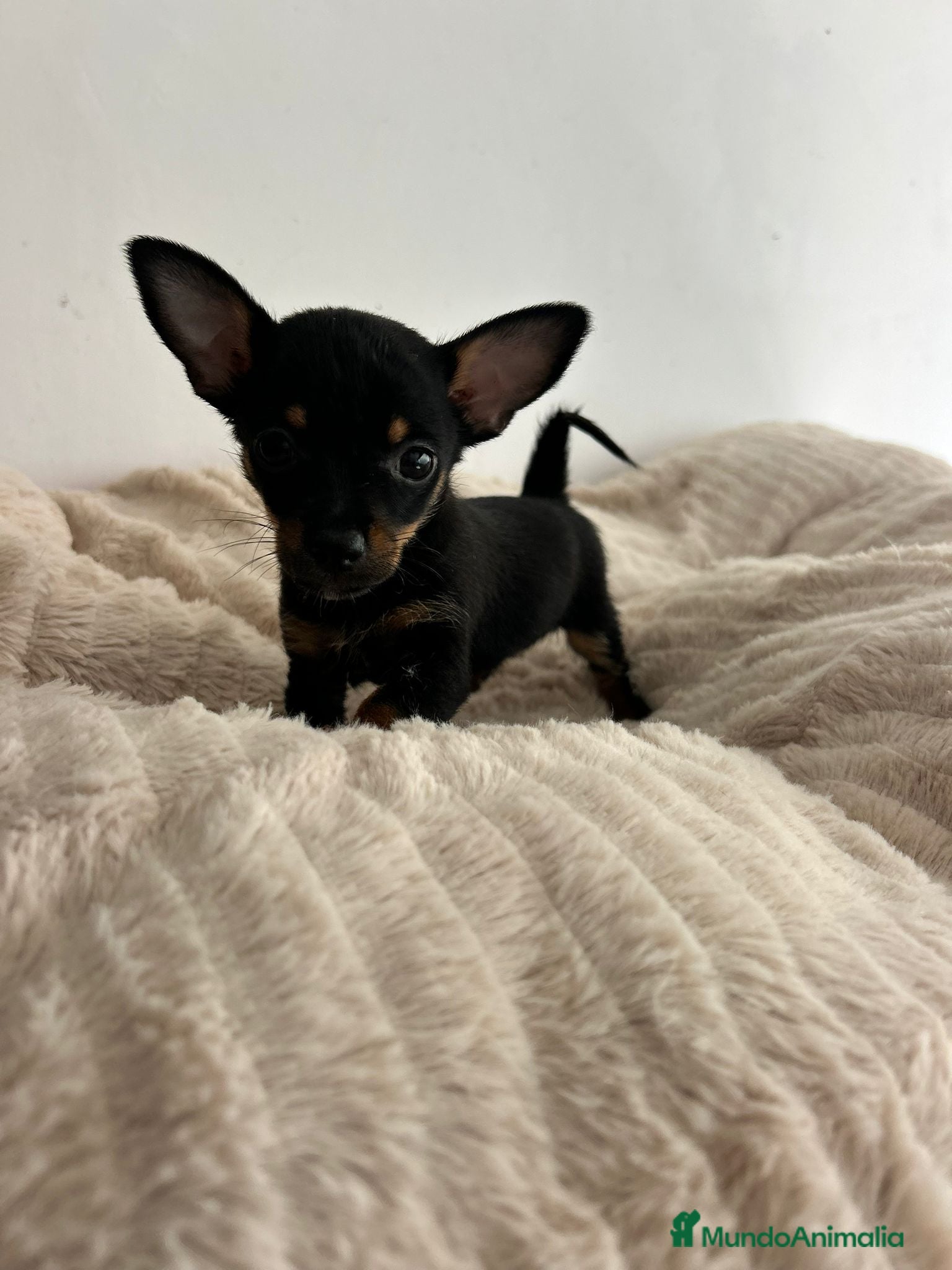 Chihuahua perros Chihuahua mini - Anuncio 1