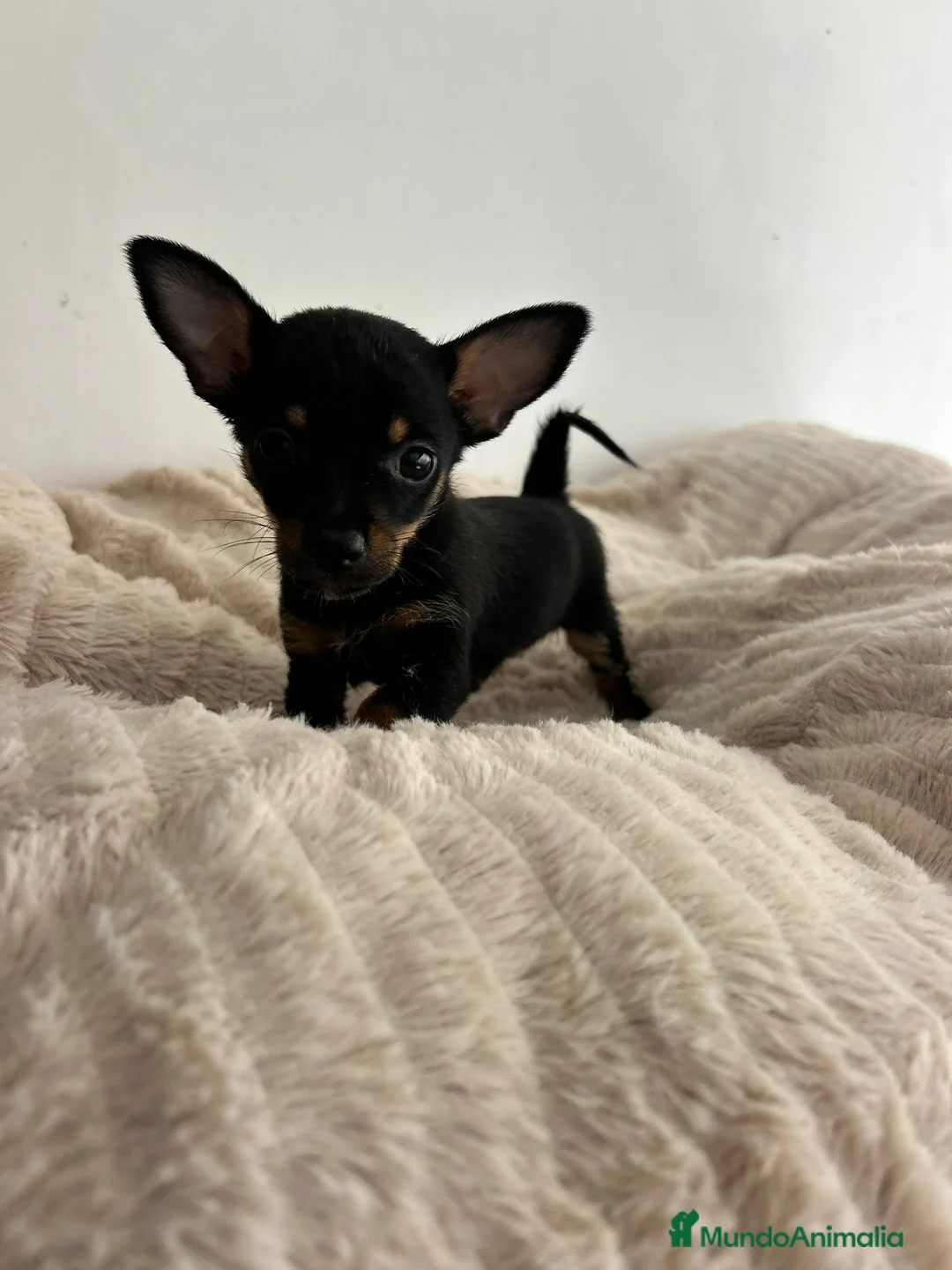 Chihuahua perros en venta: Chihuahua mini - Anuncio 1
