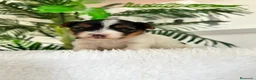 Yorkshire Terrier perros en venta: YORKSHIRE BIEWER  - Anuncio 5