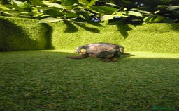 Teckel Miniatura perros en venta: camada teckel canichen muy pequeños  - Imagen 16