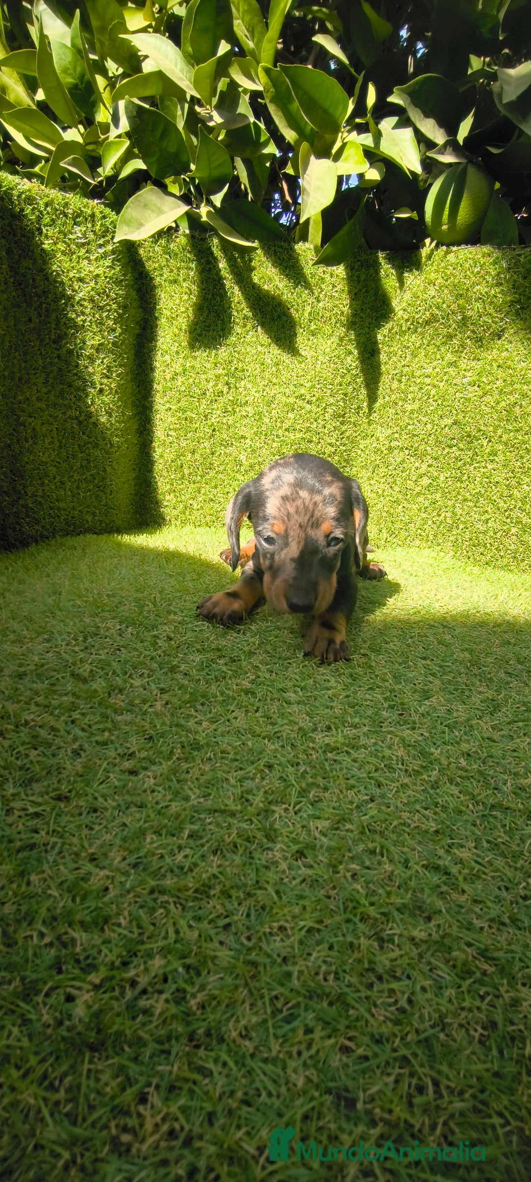 Teckel Miniatura perros en venta: camada teckel canichen muy pequeños  - Imagen 16