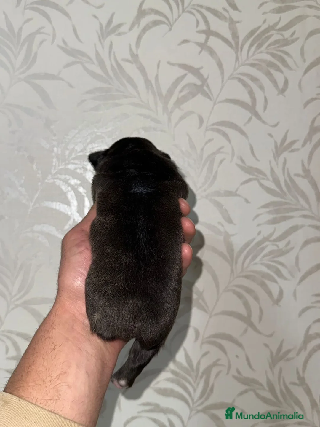 Bulldog Francés perros en venta: Bulldog francés excelente morfología  - Anuncio 4