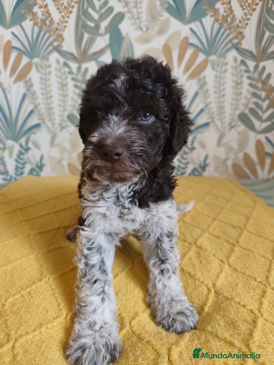 Perro de Agua Español perros en venta: Espectacular perro de aguas - Imagen 1