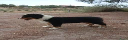 Pastor Australiano perros en venta: PASTOR AUSTRALIANO  - Anuncio 10