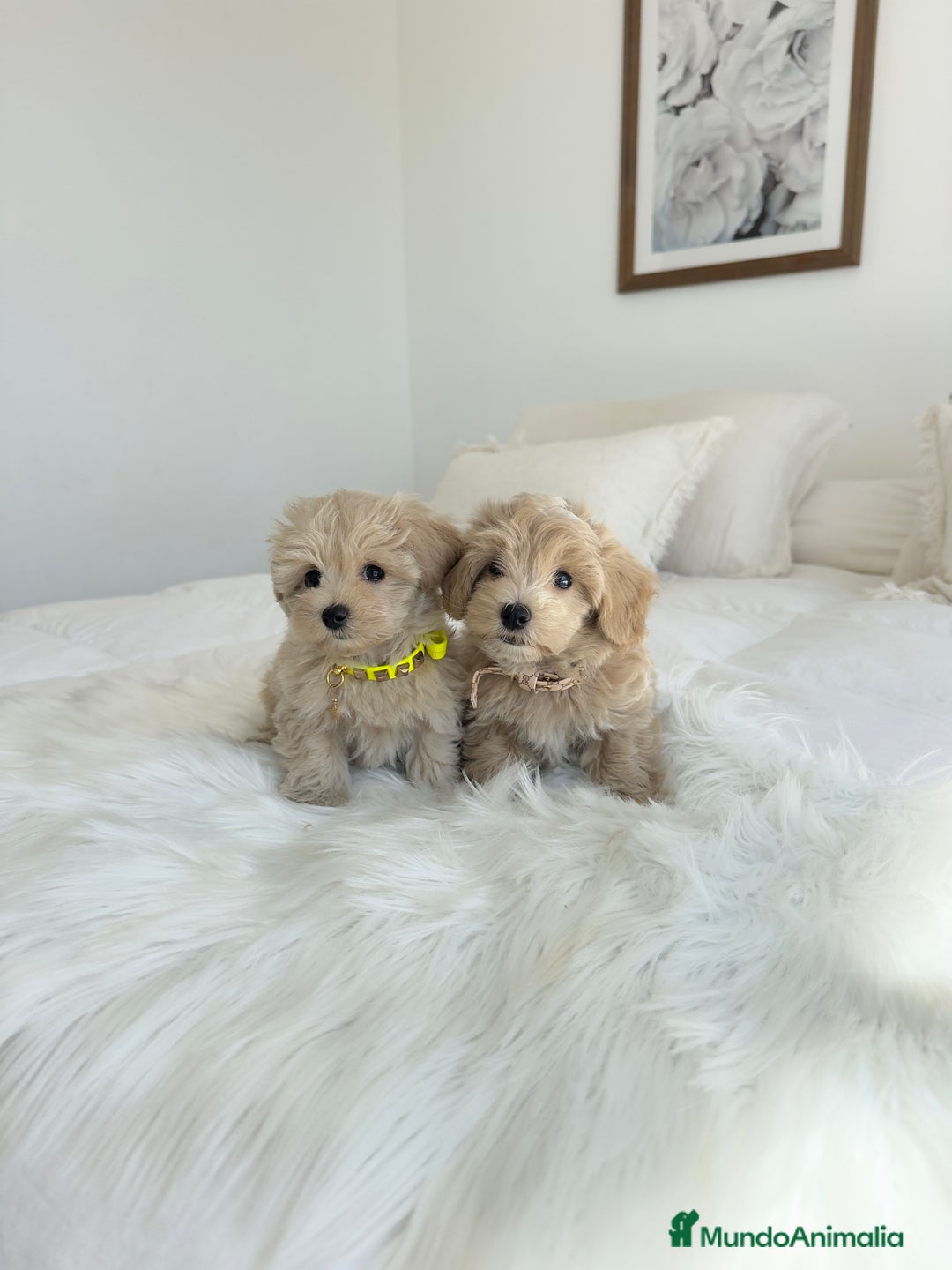 Maltipoo perros en venta: MALTIPOO - Imagen 1