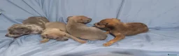 Raza Mixta perros en venta: Camada de Greyhuahua  - Anuncio 4