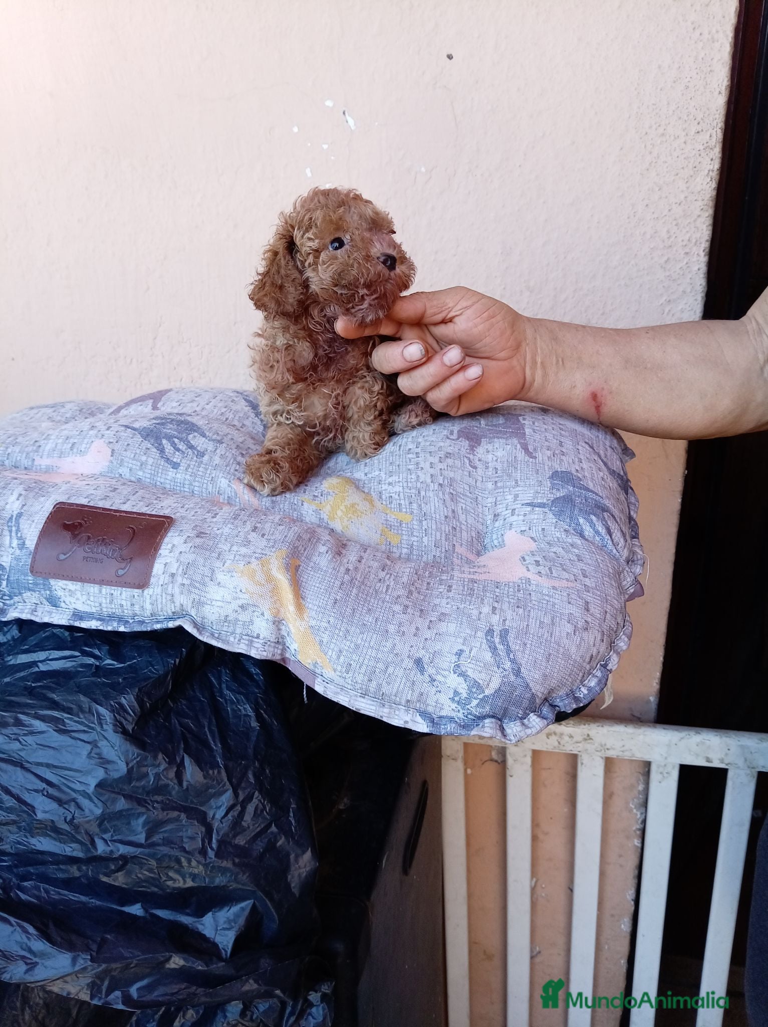 Caniche Toy perros Caniche toy - Anuncio 1