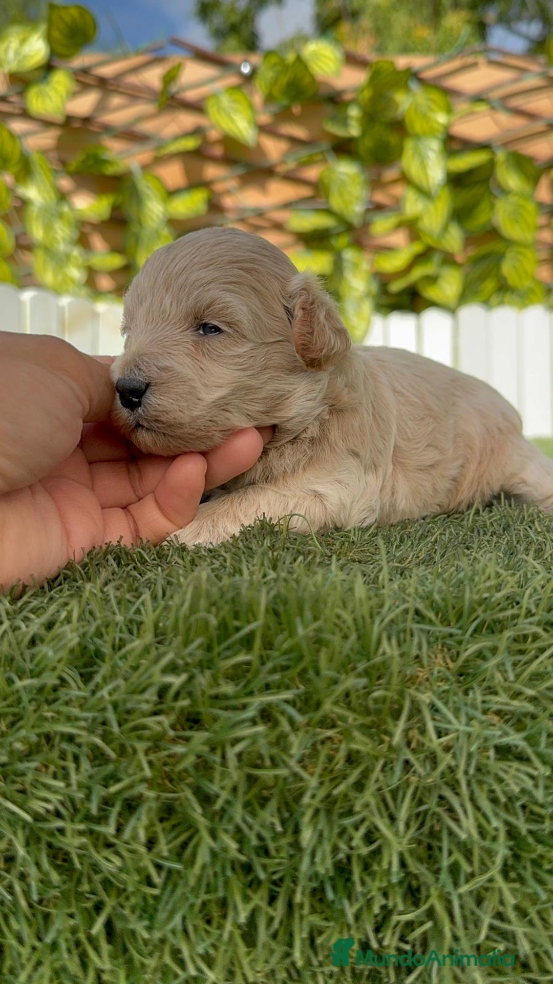 Maltipoo perros en venta: MALTIPOO  - Imagen 8