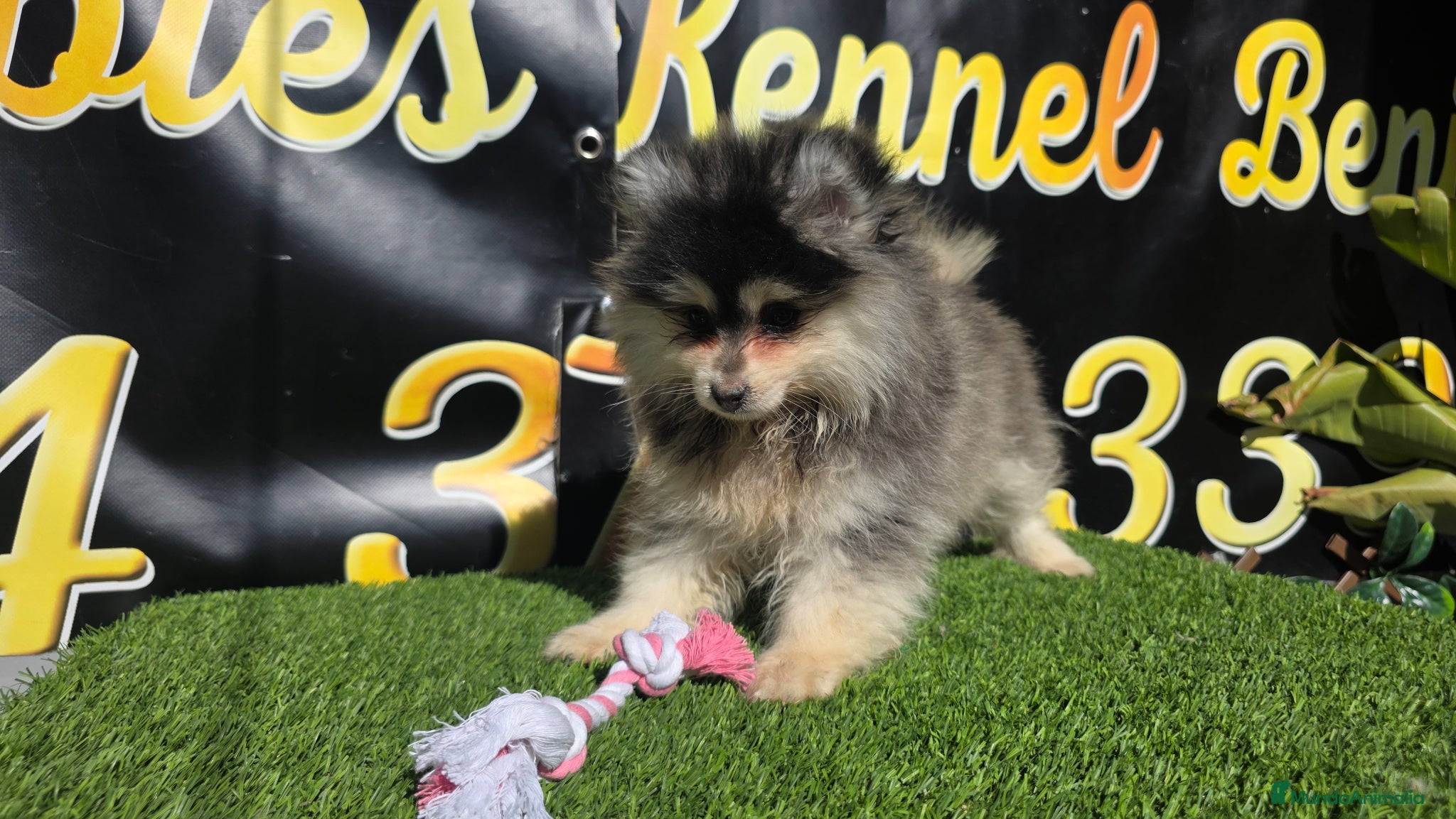 Pomsky perros Pomsky color husky  - Anuncio 3