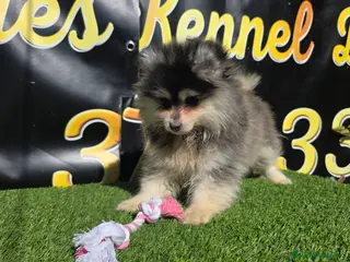 Pomsky perros Pomsky color husky - Anuncio 3