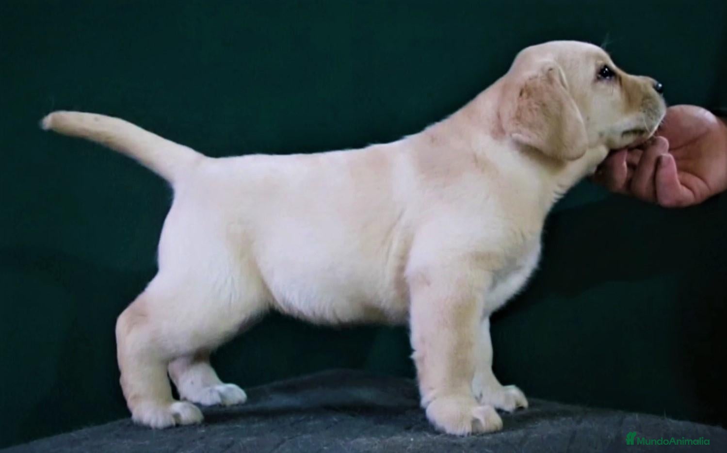 Labrador Retriever perros Labrador retriever - Anuncio 1
