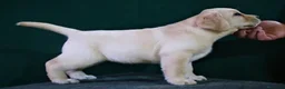Labrador Retriever perros en venta: Labrador retriever - Anuncio 1