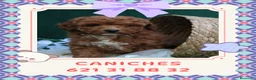 Caniche Enano perros en venta: Caniches enanos rojos y apricot - Anuncio 1