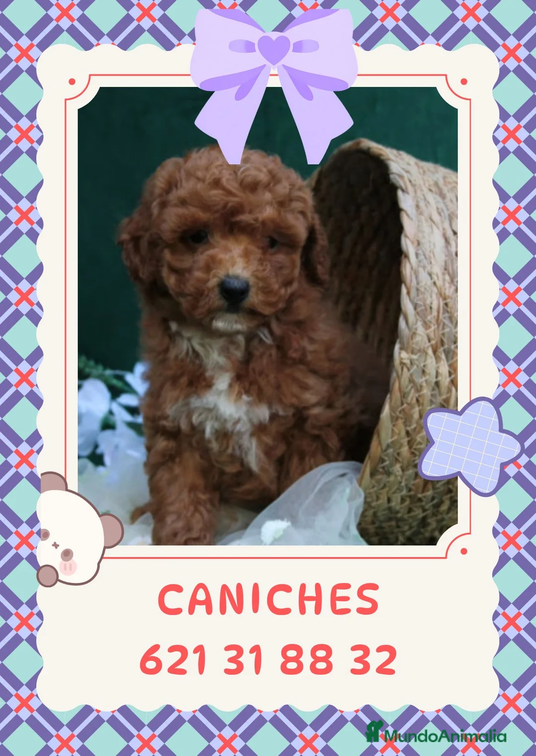 Caniche Enano perros en venta: Caniches enanos rojos y apricot - Anuncio 1