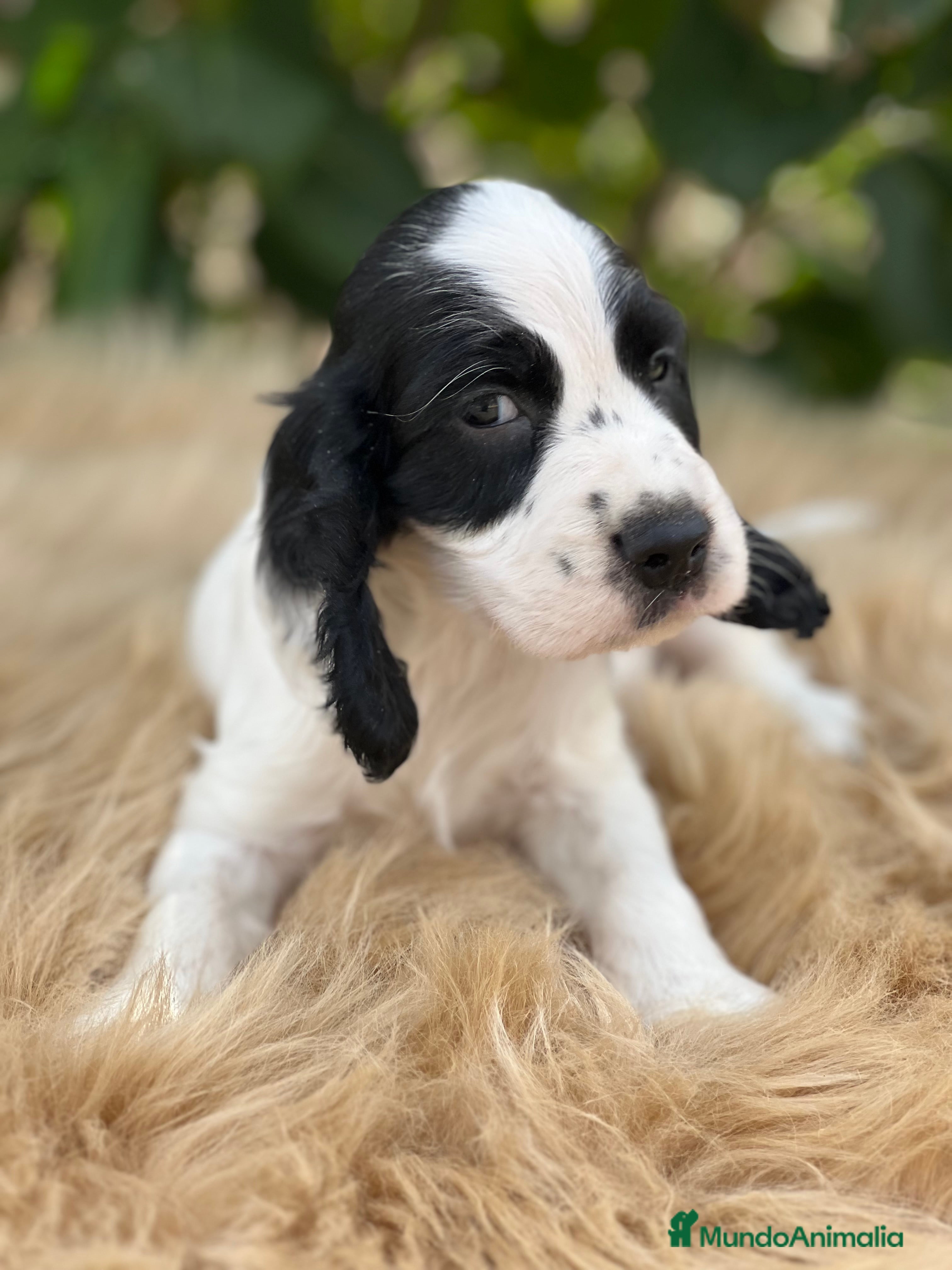 Cocker Spaniel Inglés perros Cocker ruano  - Anuncio 20