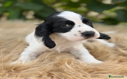 Cocker Spaniel Inglés perros en venta: Cocker ruano  - Imagen 1