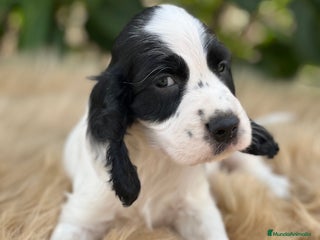 Cocker Spaniel Inglés perros - Anuncio 1