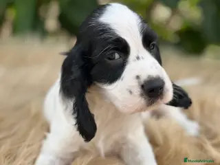 Cocker Spaniel Inglés perros Cocker ruano - Anuncio 7