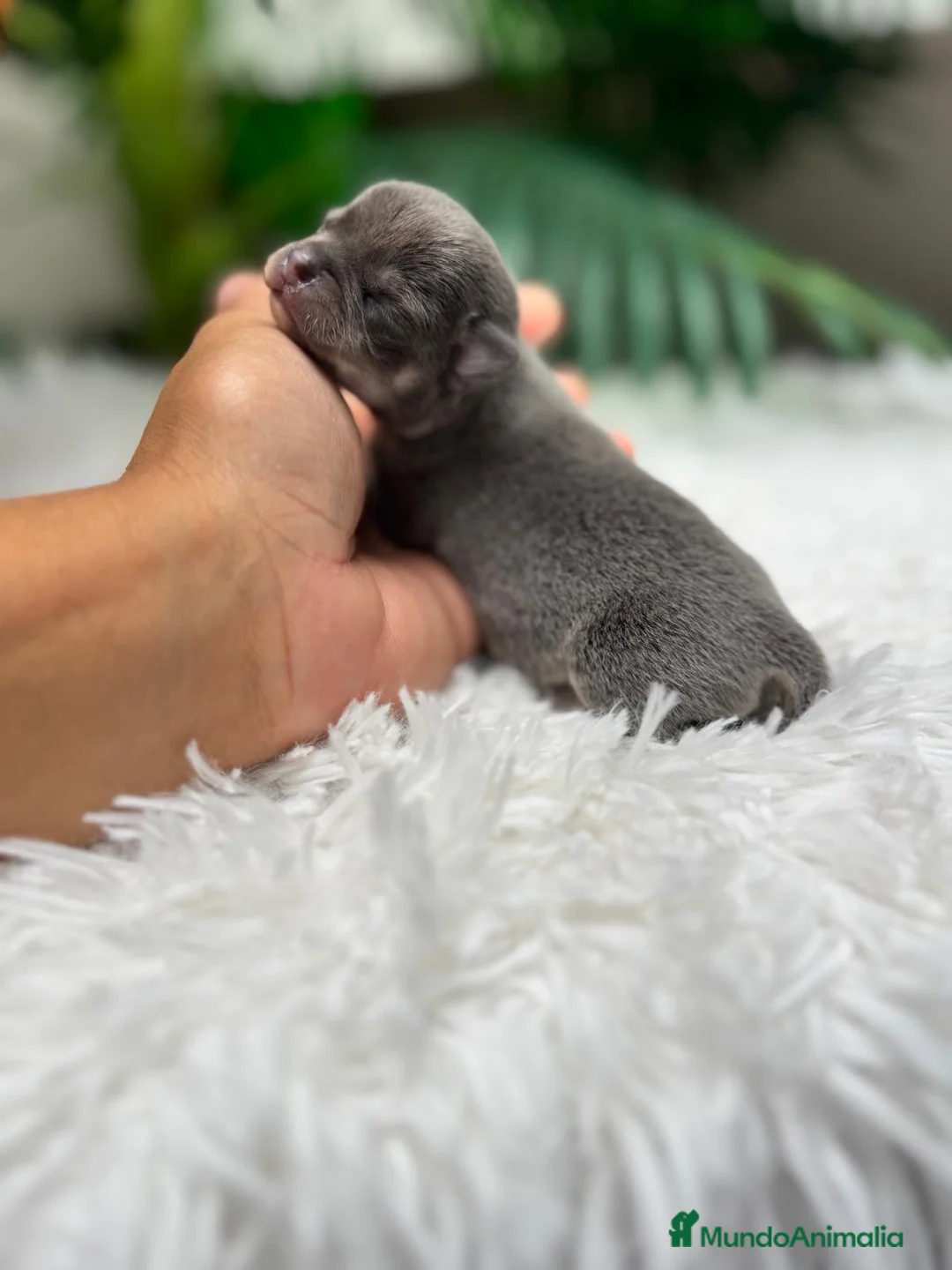 Chihuahua perros en venta: CHIHUAHUA HEMBRA - Anuncio 2