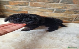 Caniche Toy perros en venta: HEMBRA CANICHE TOY  - Imagen 5
