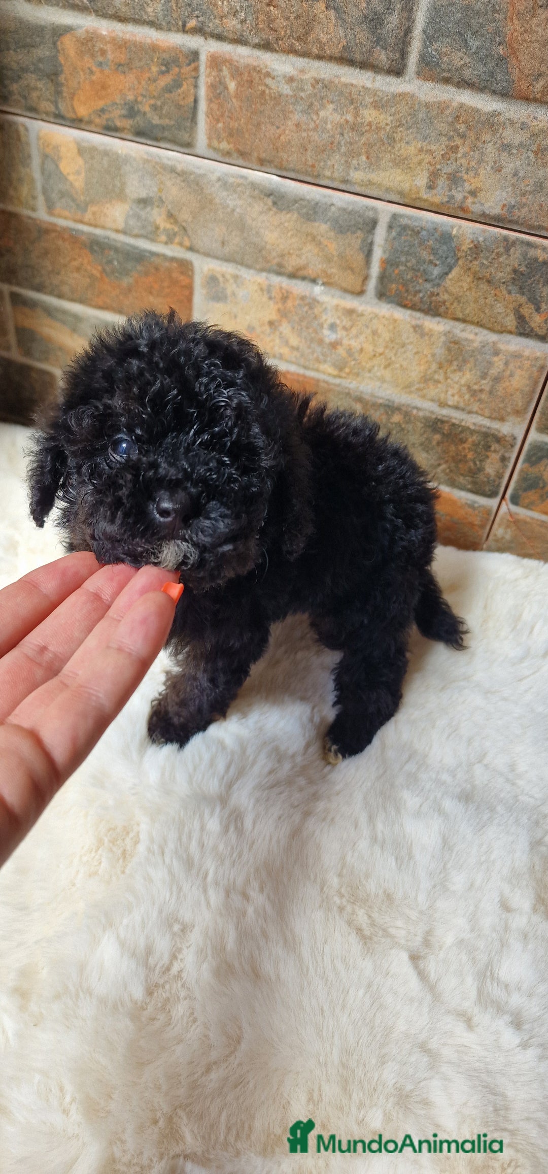 Caniche Toy perros en venta: HEMBRA CANICHE TOY  - Imagen 5