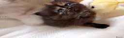 Exótico de Pelo Largo gatos en venta: Gatitos persa himalayo  - Anuncio 6