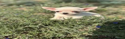 Chihuahua perros en venta: Chihuahua Toy blanco !!!!! - Anuncio 7