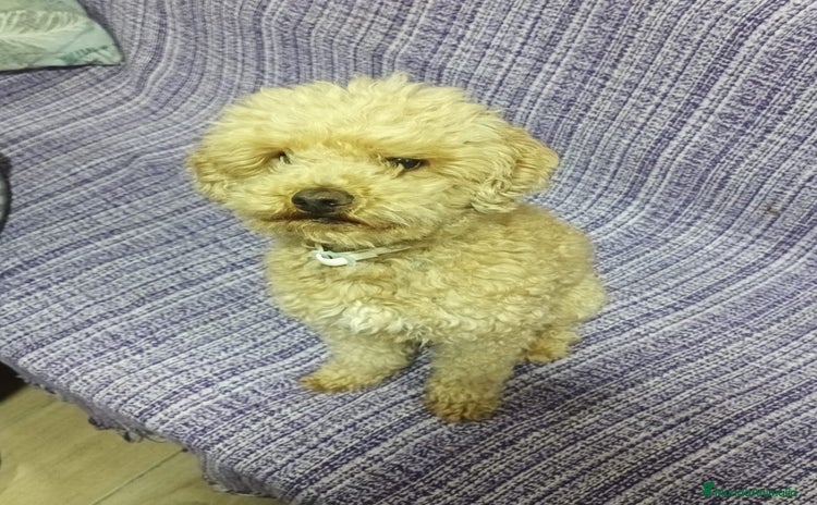 Caniche Toy perros - Propaganda 1
