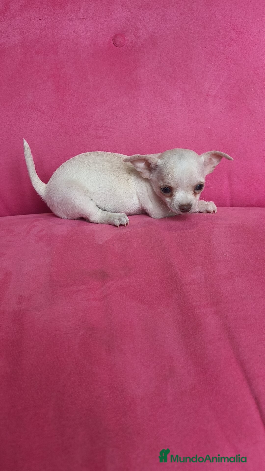 Chihuahua perros en venta: Chihuahua hembra con retrognatismo  - Anuncio 3
