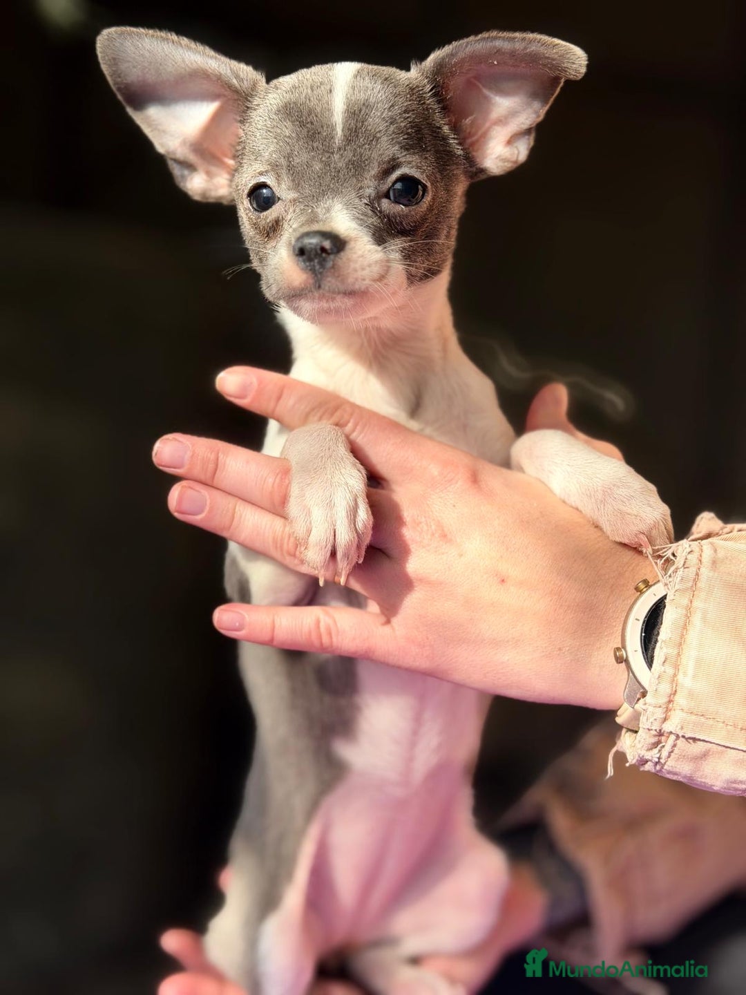 Chihuahua perros en venta: CHIHUAHUA  - Anuncio 1