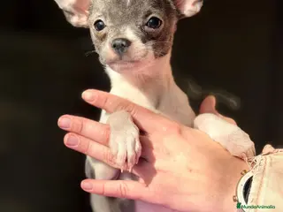 Chihuahua perros CHIHUAHUA - Anuncio 22
