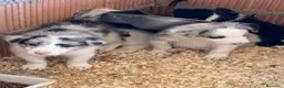 Border Collie perros en venta: Borde collie  - Anuncio 3