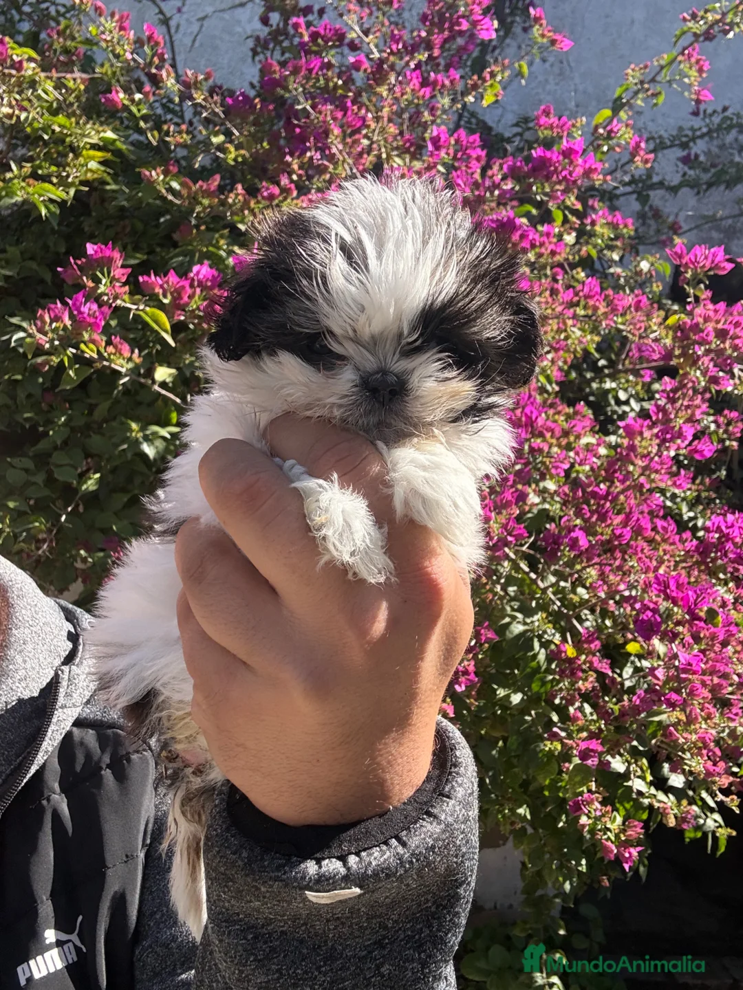 Shih Tzu perros en venta: Hembrita de shitzut  - Anuncio 3