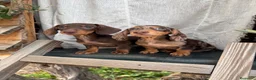 Teckel Miniatura perros en venta: Teckel miniatura pelo corto - Anuncio 9