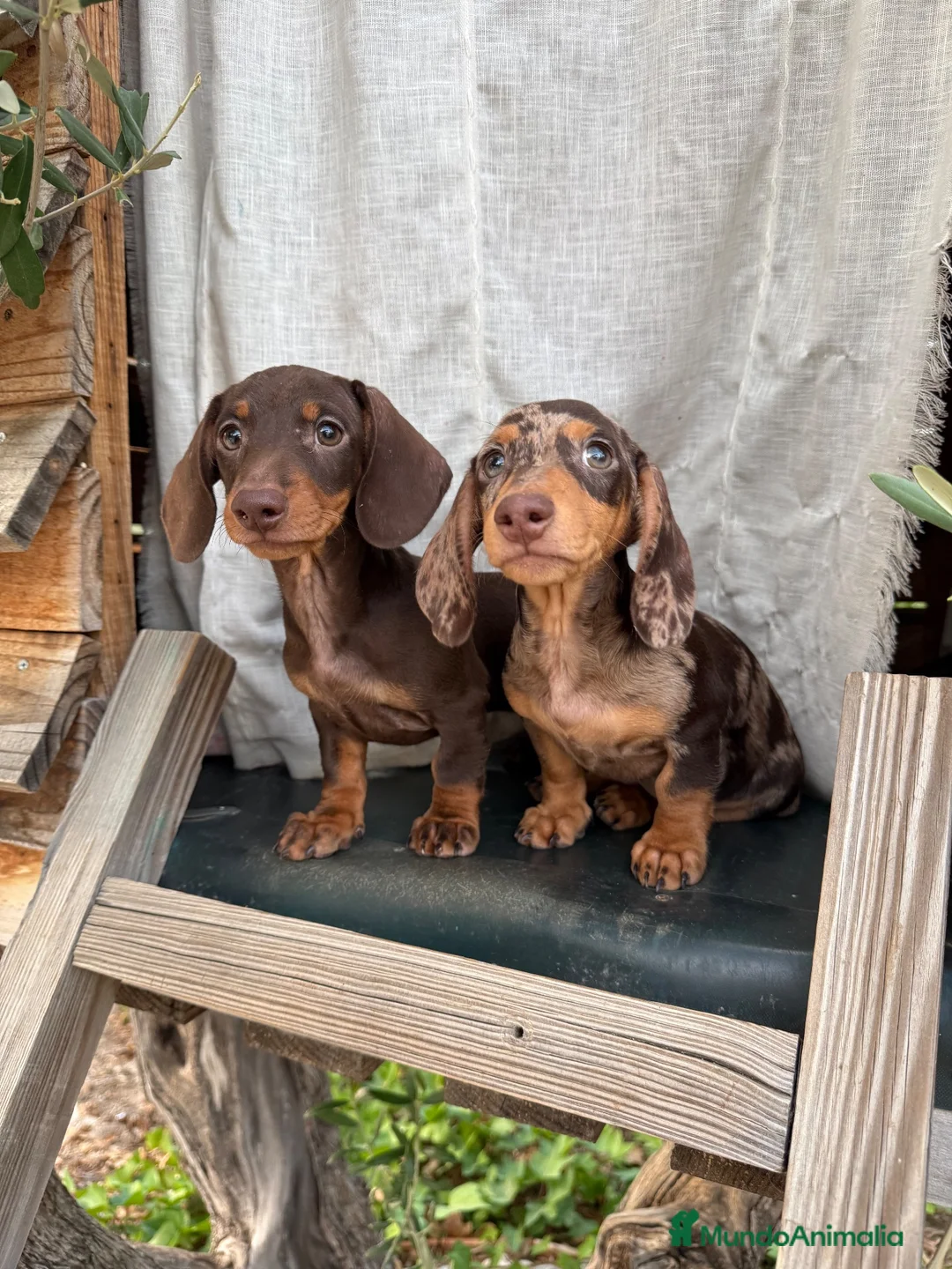 Teckel Miniatura perros en venta: Teckel miniatura pelo corto - Anuncio 9