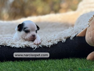 Chihuahua perros - Anuncio 41