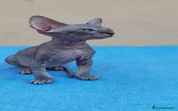 Sphynx gatos en venta: Nueva camada de gatitos sphynx  - Imagen 5