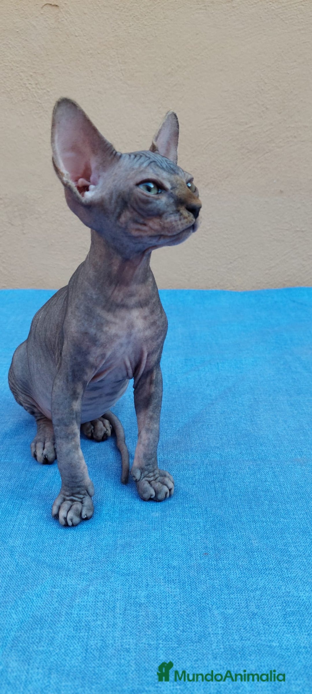 Sphynx gatos en venta: Nueva camada de gatitos sphynx  - Imagen 5