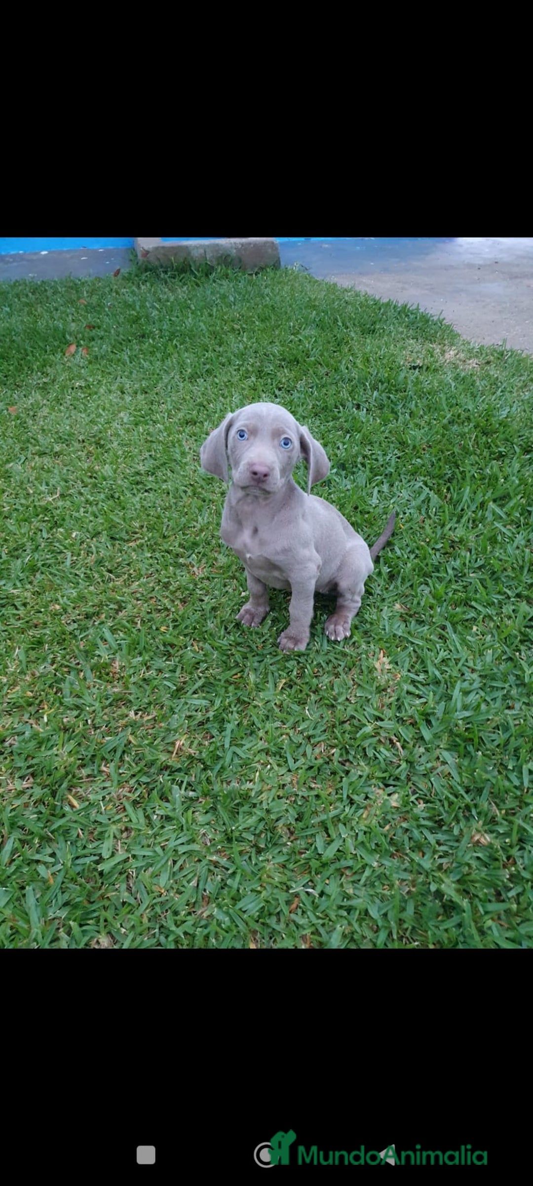Weimaraner perros en venta: Braco de weimar  - Anuncio 2