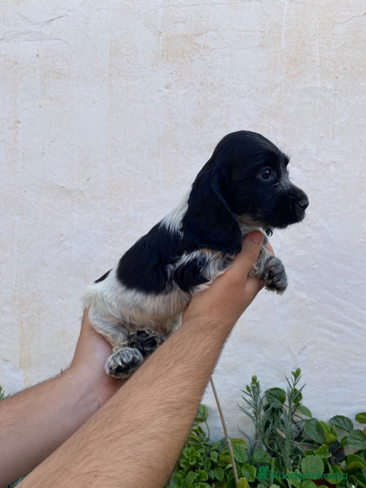 Cocker Spaniel Inglés perros Cachorro de Cocker Spaniel  - Anuncio 1