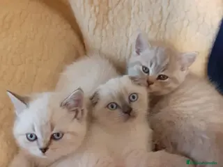 Británico de Pelo Corto gatos Encantadores Britthis lilac tabby en Madrid - Anuncio 6