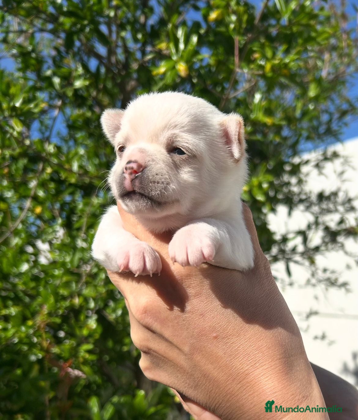 Chihuahua perros Chihuahua - Anuncio 13