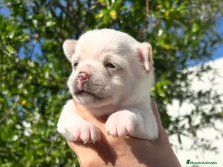 Chihuahua perros Chihuahua - Anuncio 13